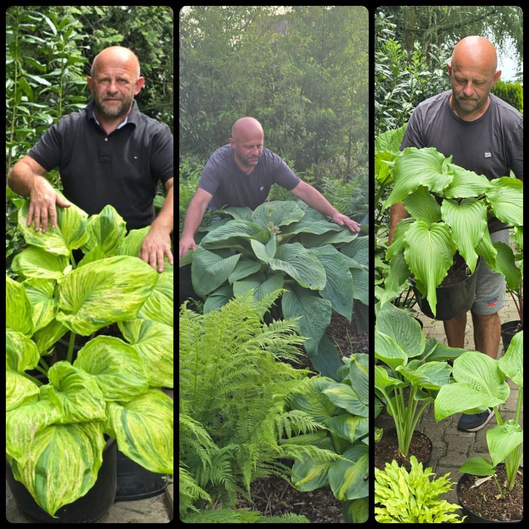 Wojtek z kolekcją różnych odmian funkii (hosta)