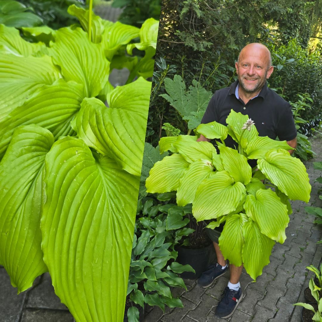 Wojtek z okazałą złocistą funkią (hosta)