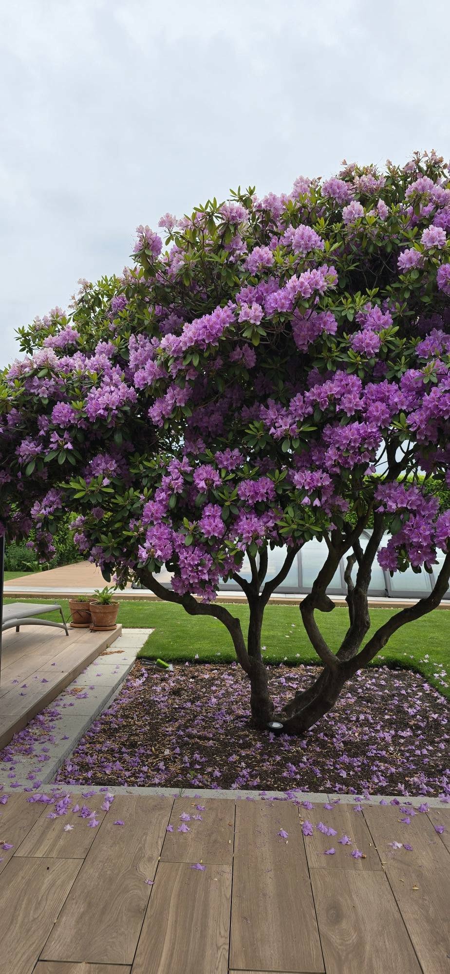 Kwitnący rododendron nad tarasem w ogrodzie