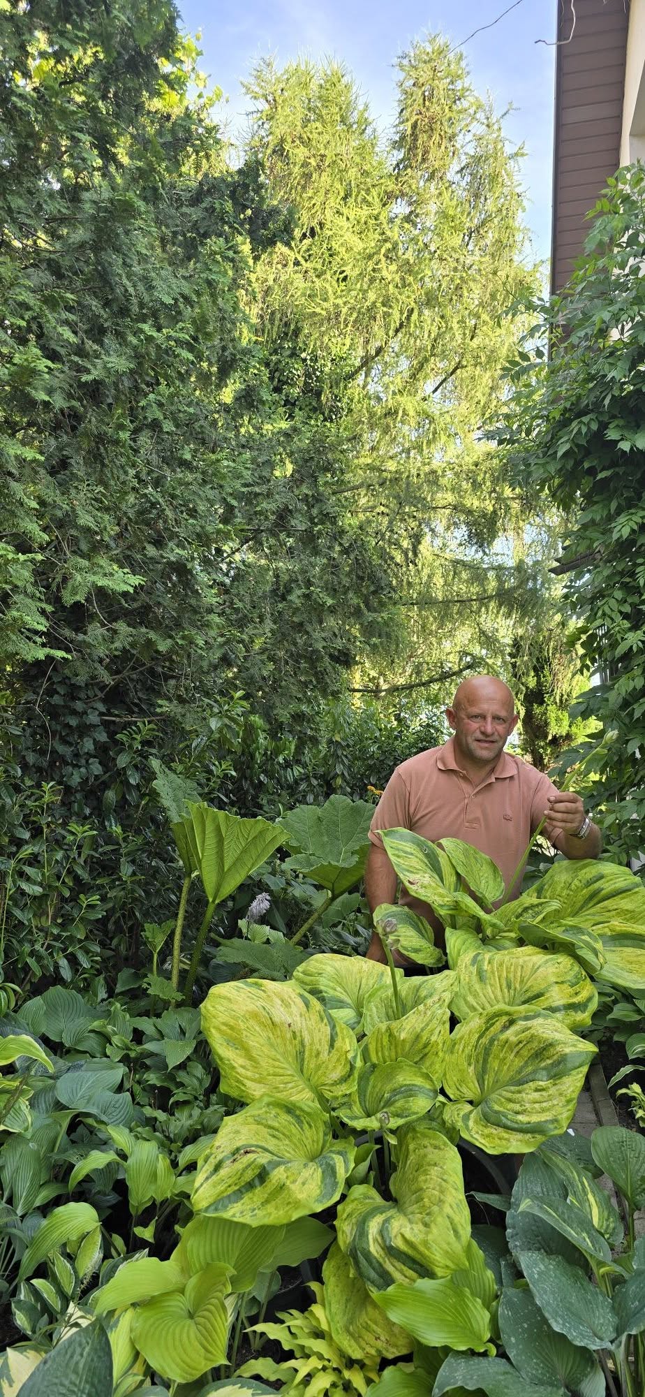 Wojtek wśród olbrzymich funkii (hosta)
